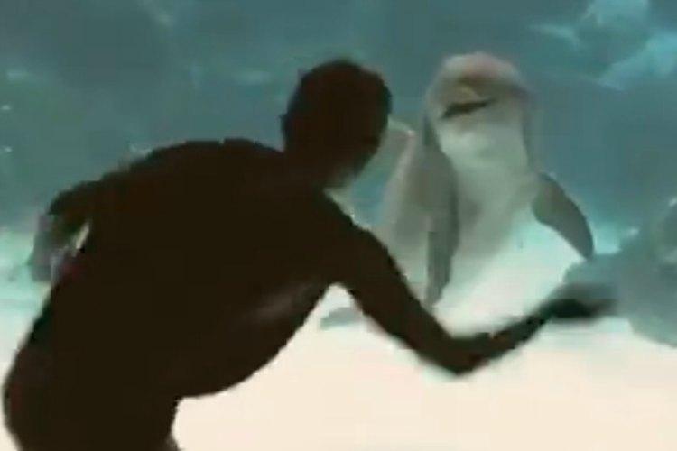 Video Girl makes dolphin laugh with gymnastics display TNT Magazine