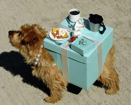 New York’s Halloween fancy dress dog parade