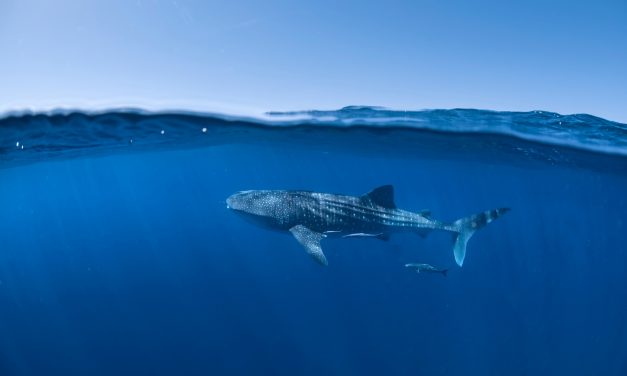 A Whale of a Time at Ningaloo Reef