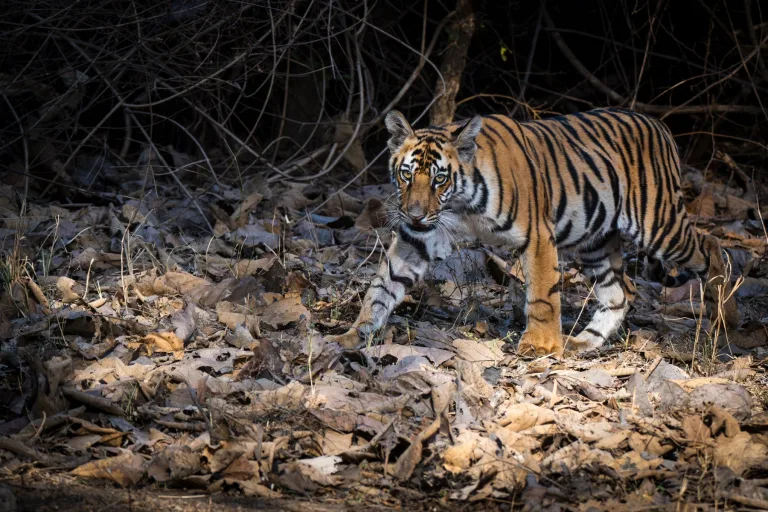 Hungry Indian Tigers