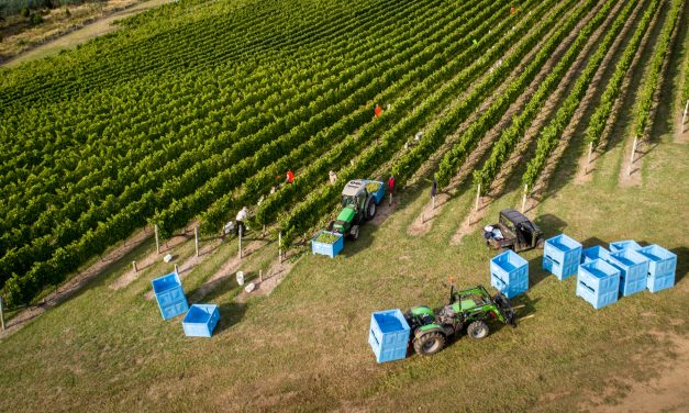 Fruitpicking Nightmare in South Australia
