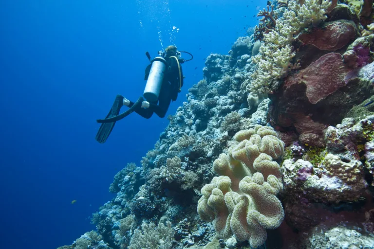 Reef Encounters – Diving in Australia