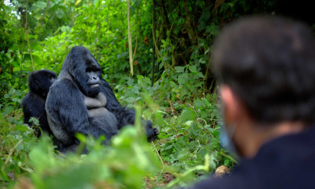 Trekking with gorillas in Uganda
