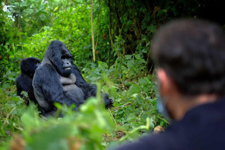 Trekking with gorillas in Uganda