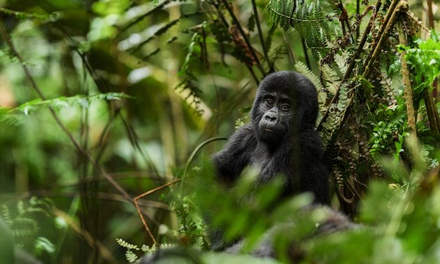 East Africa: Take a walk on the wild side