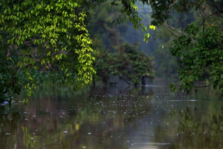 The Kinabatangan river safari