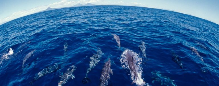 Dolphin watching in La Palma