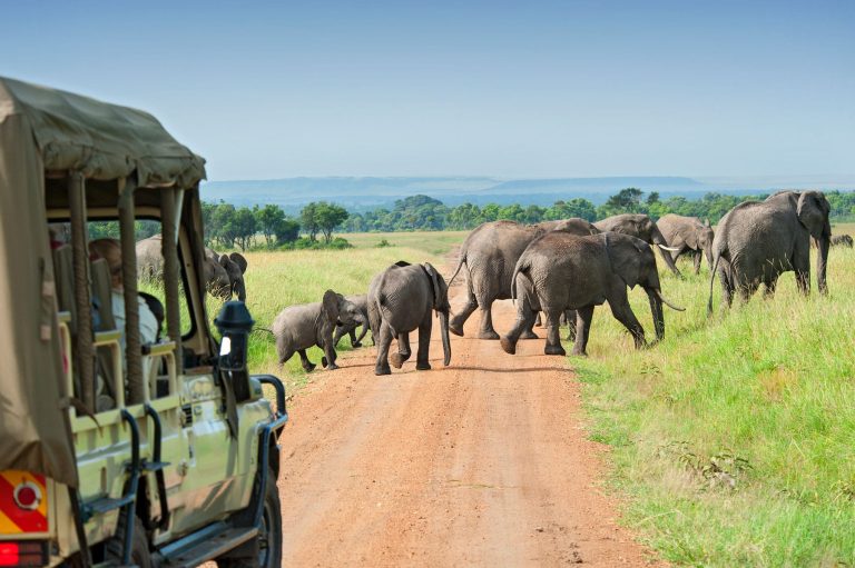 Elephants at the Hippo Lodge