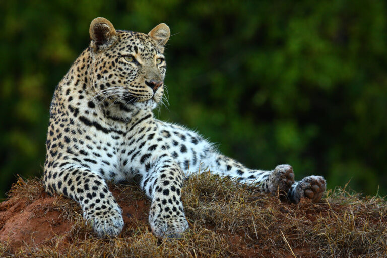 First Time Safari? Here’s All You Need to Know…