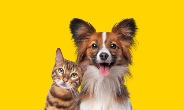 Health in Every Petal: CBD’s Calming Effects