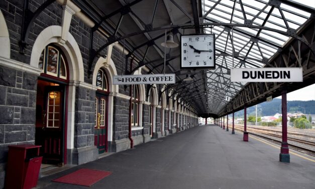 Wild Dunedin: Where the student nightlife is just as wild, but nowhere near as stunning, as the rare sea animals
