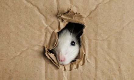 Emergency Pest Control Tips: What to Do When Your Home Is Under Attack