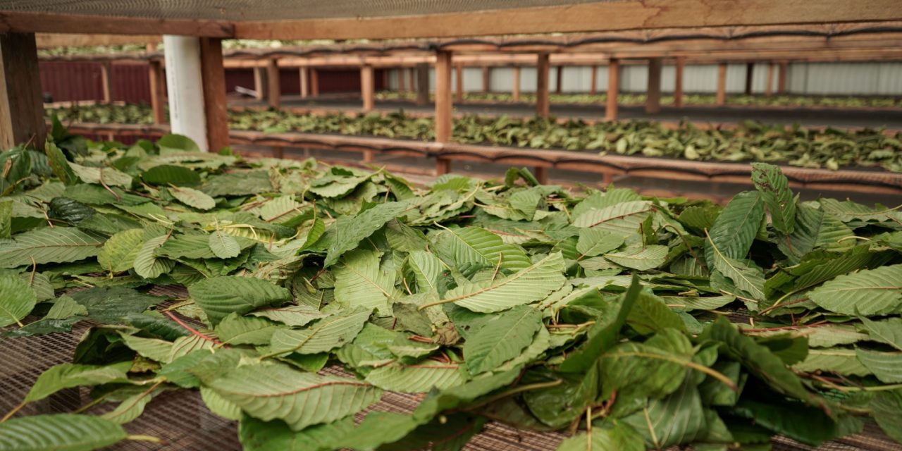 Kratom In Minneapolis From Golden Monk: Local Shops To Your Doorstep