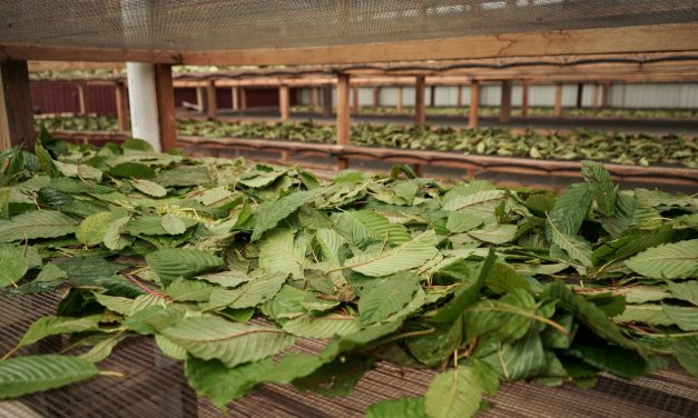 Kratom In Minneapolis From Golden Monk: Local Shops To Your Doorstep