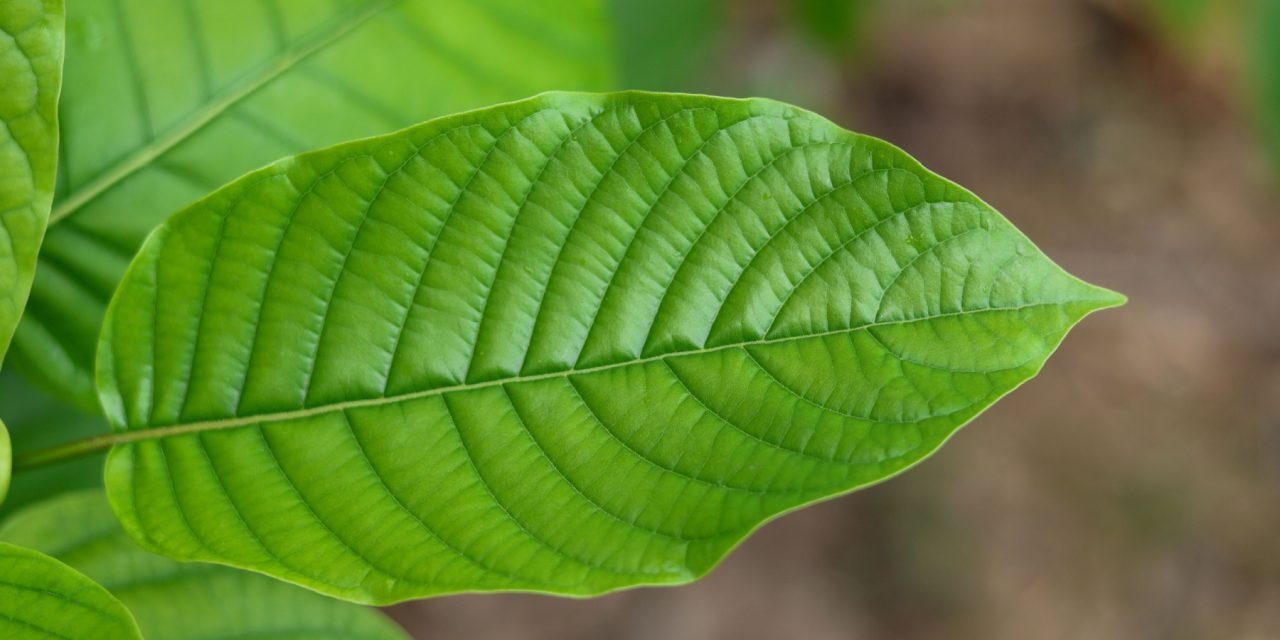 Not Sure If Kratom Is Legal In Indiana? MIT45 Has The Answers You Need