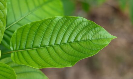 Not Sure If Kratom Is Legal In Indiana? MIT45 Has The Answers You Need