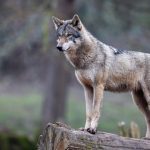 Wolves: Where they Live and how to See Them in the UK