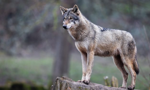 Wolves: Where they Live and how to See Them in the UK