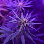 How to Look After Your Specialty Garden