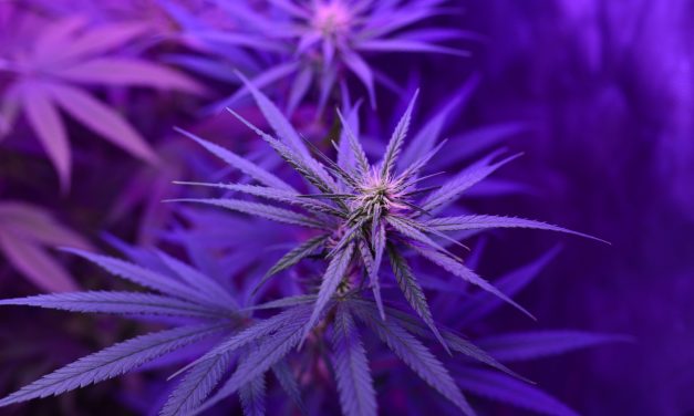 How to Look After Your Specialty Garden