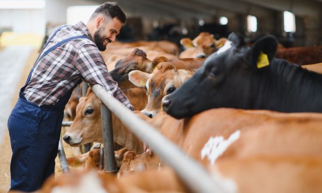 How to Improve Productivity in Cattle Farms