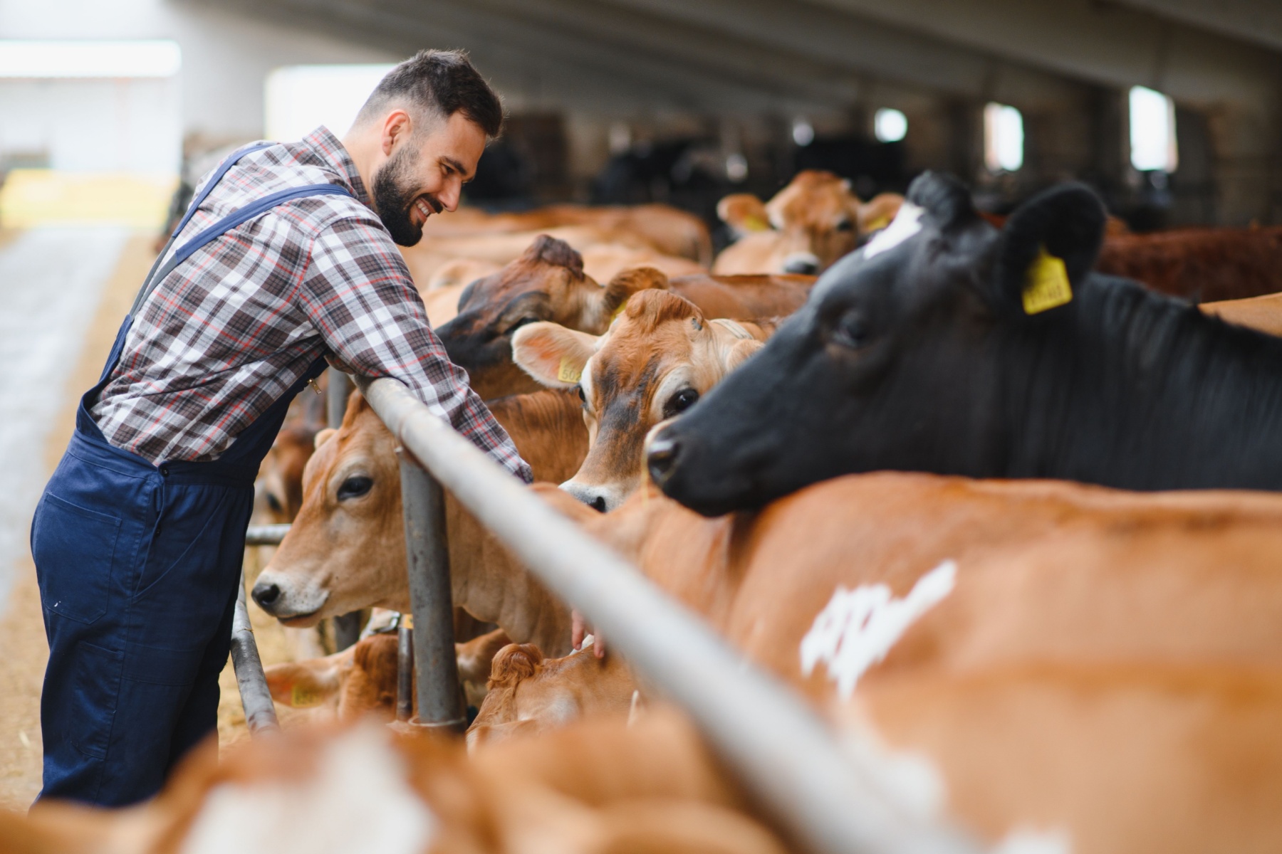 tntmagazine.com - Editor - How to Improve Productivity in Cattle Farms