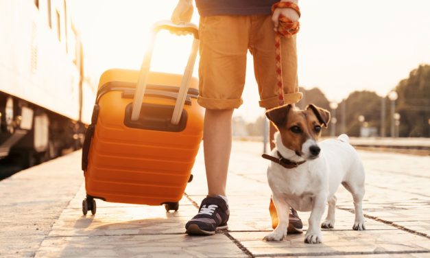 Border-Free Safety: Exploring the Globe with Your Dog and a Digital Safety Net