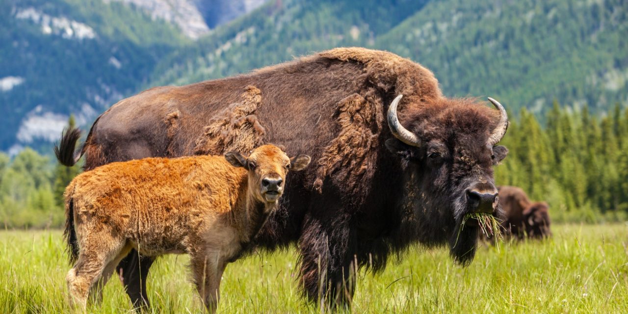 Where to Find the Buffalo, Icon of the American Wilds and Online Entertainment, in the USA