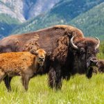 Where to Find the Buffalo, Icon of the American Wilds and Online Entertainment, in the USA