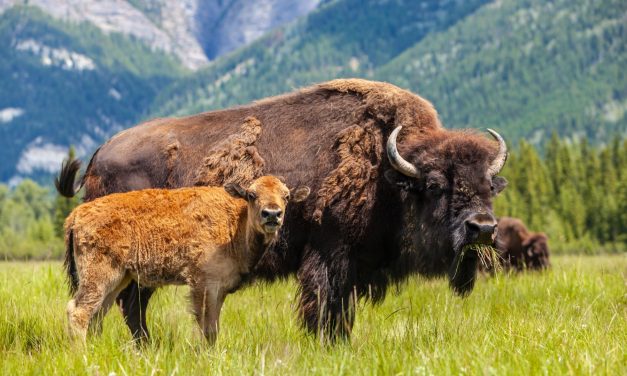 Where to Find the Buffalo, Icon of the American Wilds and Online Entertainment, in the USA