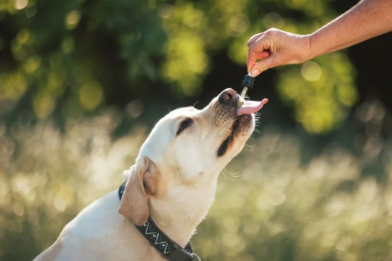 Why Choose CBD Oil for Your Dog From Renowned Sellers