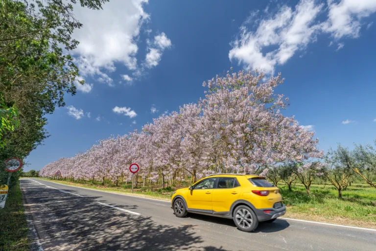 Going to Mallorca and in need of a car?