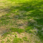 Garden Changes That Cut Water Use Without Turning the Plot Bare