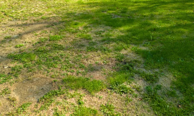 Garden Changes That Cut Water Use Without Turning the Plot Bare