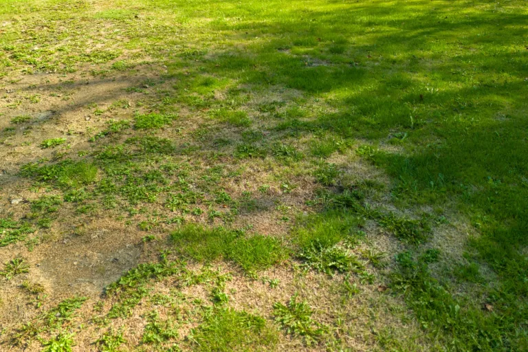 Garden Changes That Cut Water Use Without Turning the Plot Bare