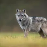 Wolves Were Here