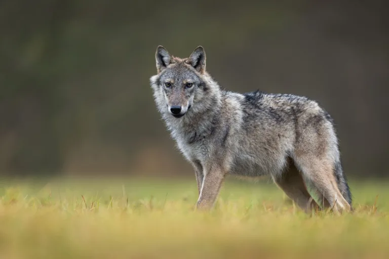Wolves Were Here
