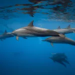 Where the Wild Dolphins Roam: Holidays Built Around the Sea