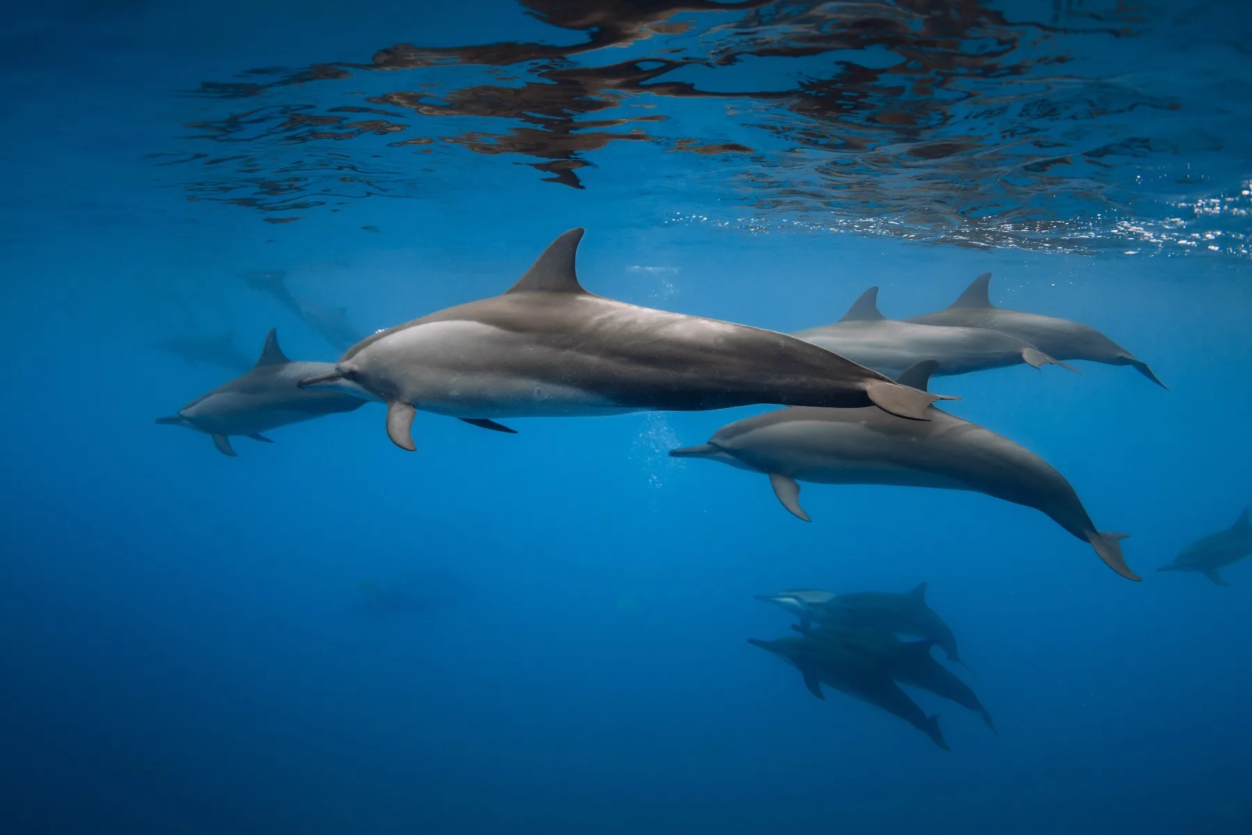 Where the Wild Dolphins Roam: Holidays Built Around the Sea