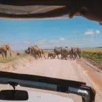 Looking Beyond the Big Five: Africa’s Most Exclusive & Luxury Safari Experiences