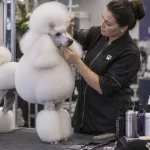 Extreme Poodle Grooming: The Sport That Bites