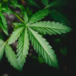 Medical cannabis has been legalised in the UK. So why is it still a surprise?