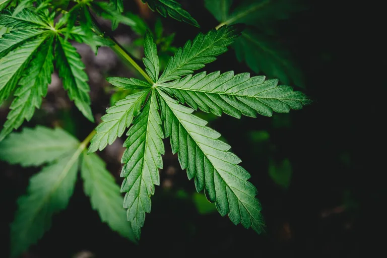 Medical cannabis has been legalised in the UK. So why is it still a surprise?